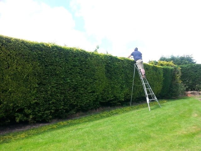Hedge Cutting - Professional services by Meadow Green Tree and Landscapes